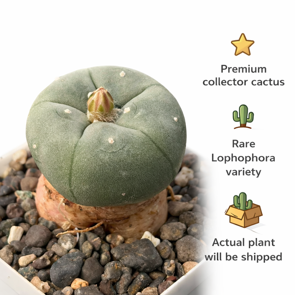 lophophora fricii cv ooibo