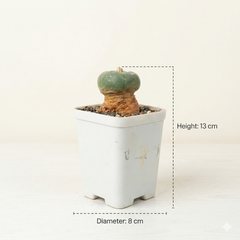 lophophora fricii cv ooibo