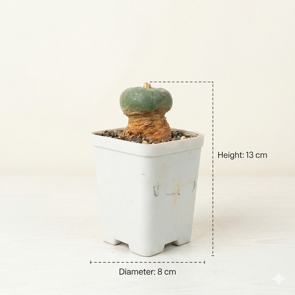 lophophora fricii cv ooibo