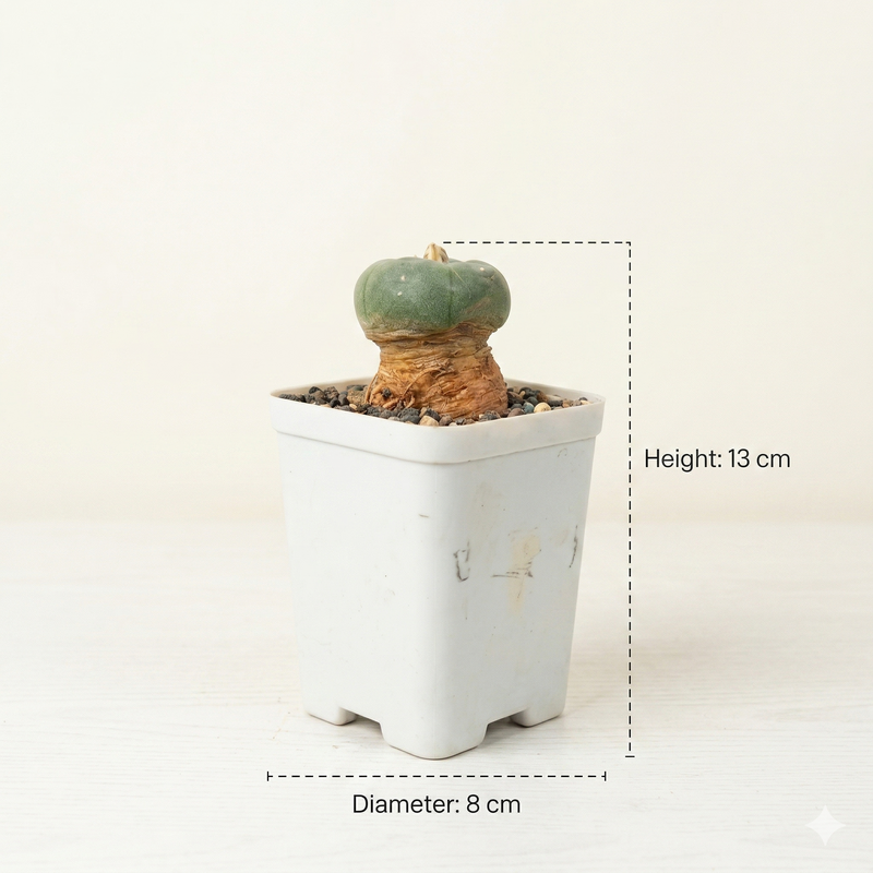 lophophora fricii cv ooibo