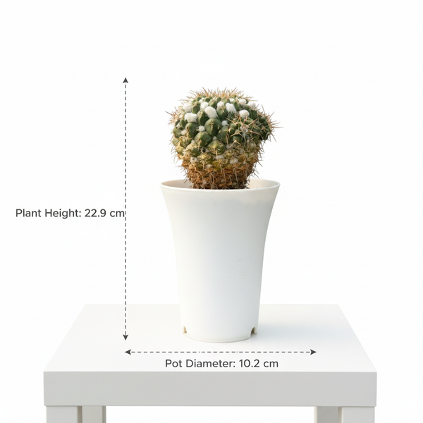 Mammillaria compressa f yakeen