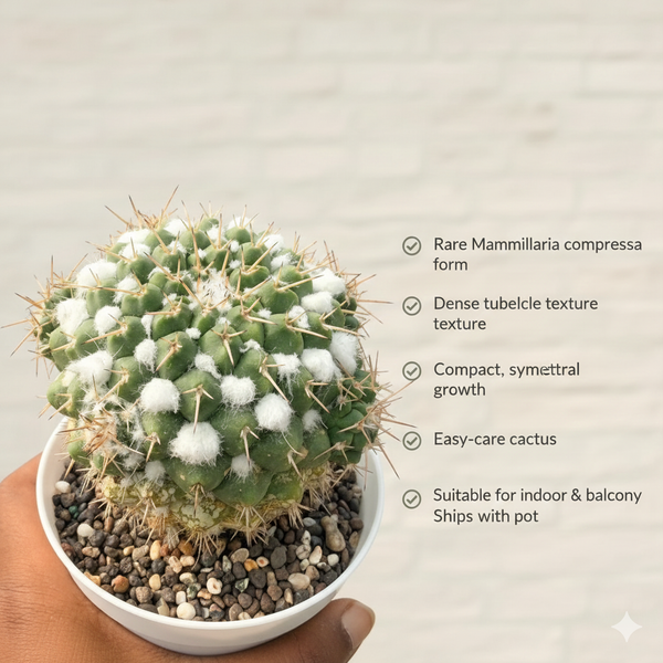 Mammillaria compressa f yakeen