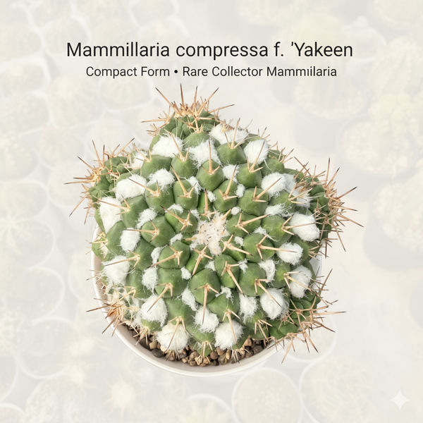 Mammillaria compressa f yakeen