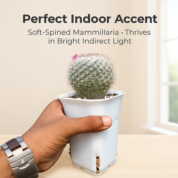 Mammillaria hahniana