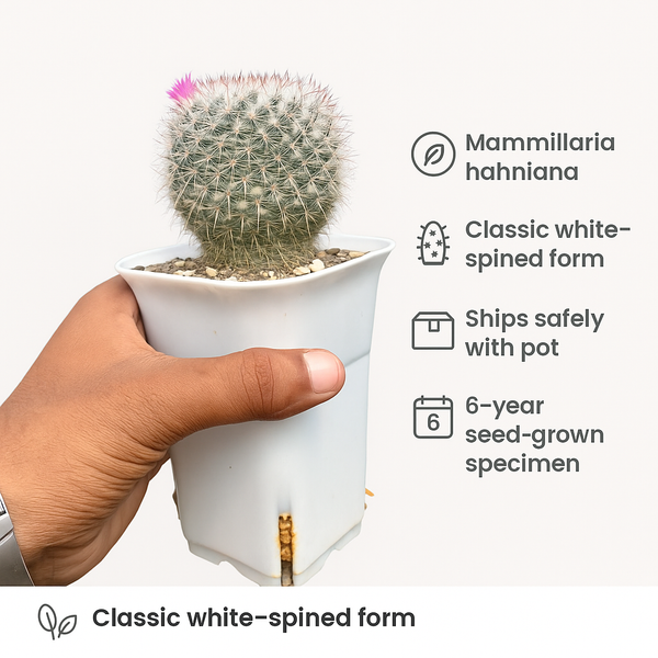 Mammillaria hahniana