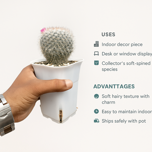 Mammillaria hahniana