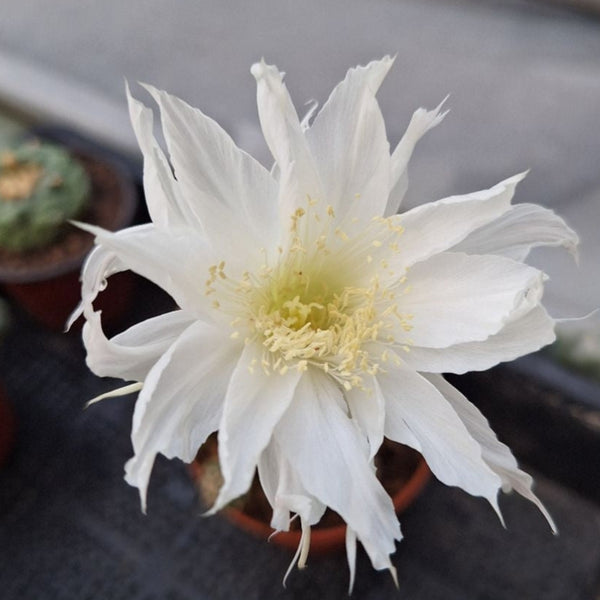 Echinopsis variegated