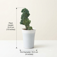 Mytillocactus geometrizans monstrose