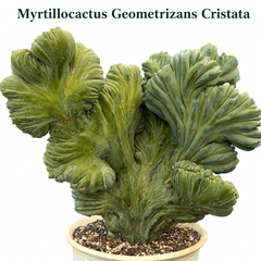 myrtillocactus geometrizans cristata