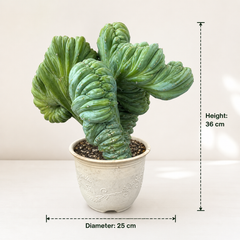 myrtillocactus geometrizans cristata