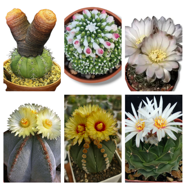 Combo of 6 Different Exotic cactus varieties