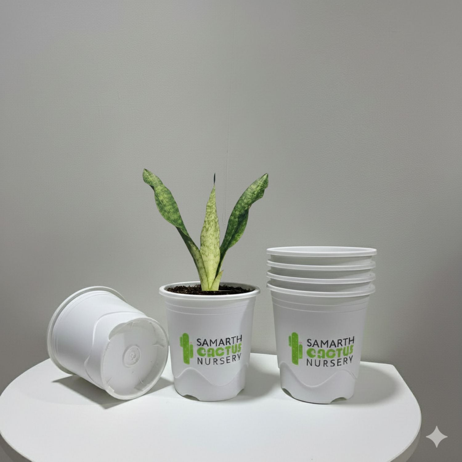 Agave Nizandensis Rare Succulent Plant Compact Agave – Samarth