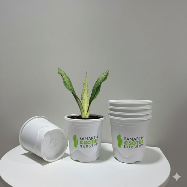 sansevieria hawaiian star Sansevieria Humiflora Hawaiian Star