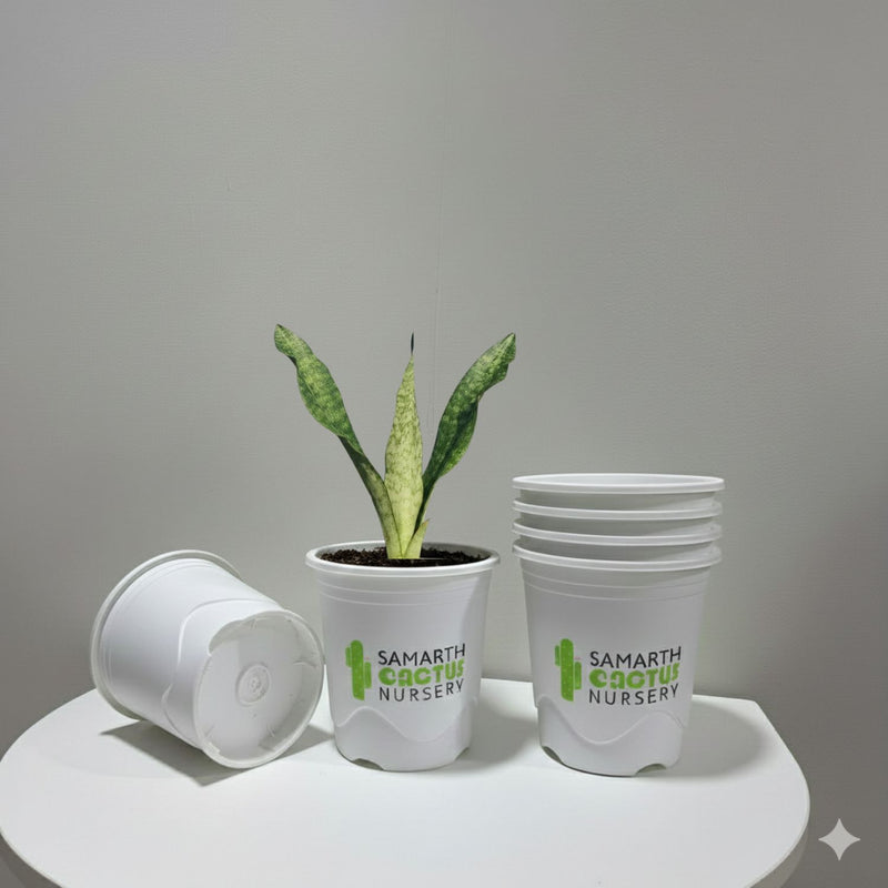 Set Of 3 - 7.5inch  White Pots
