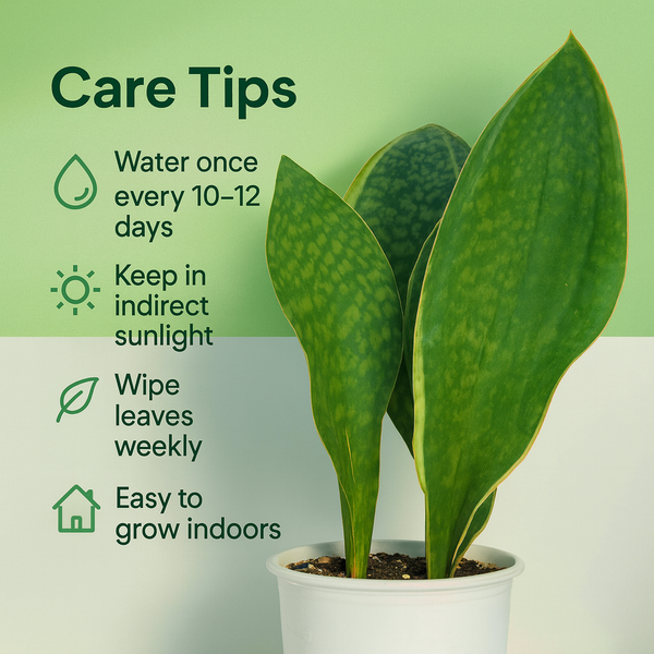 Sansevieria masoniana clump