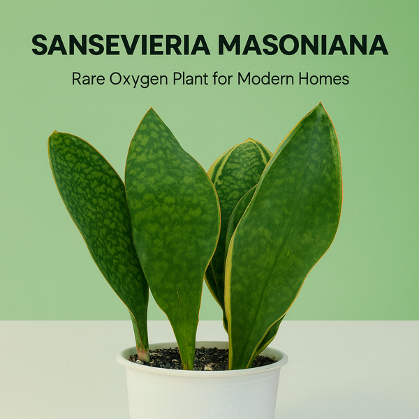 Sansevieria masoniana clump