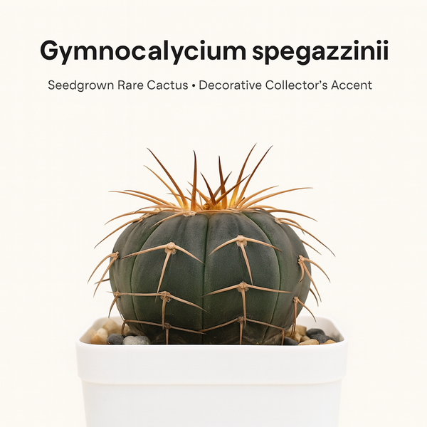 Gymnocalycium spegazzinii