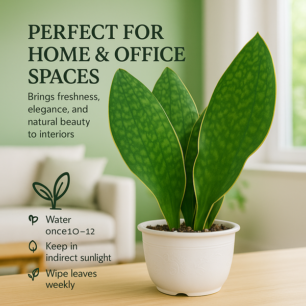 Sansevieria masoniana clump