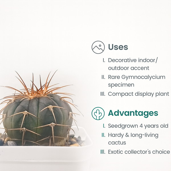 Gymnocalycium spegazzinii