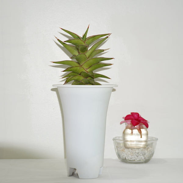 Sansevieria Lavranos 23251 indoor succulent plant
