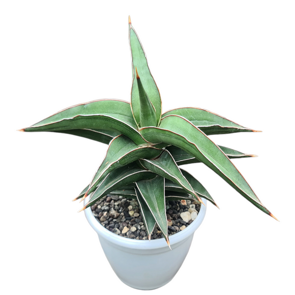 Sansevieria Lavranos 23251 indoor oxygen plant
