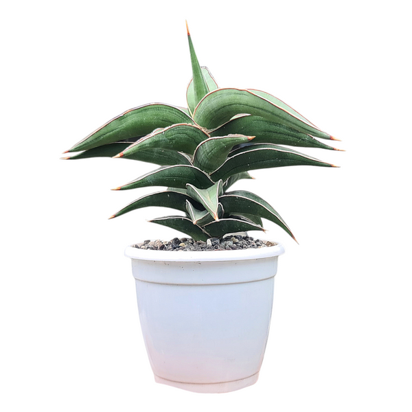 Sansevieria Lavranos 23251 rare snake plant in pot
