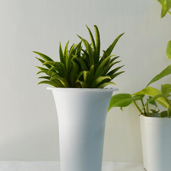 Sansevieria lilliput snake plant indoor oxygen plant
