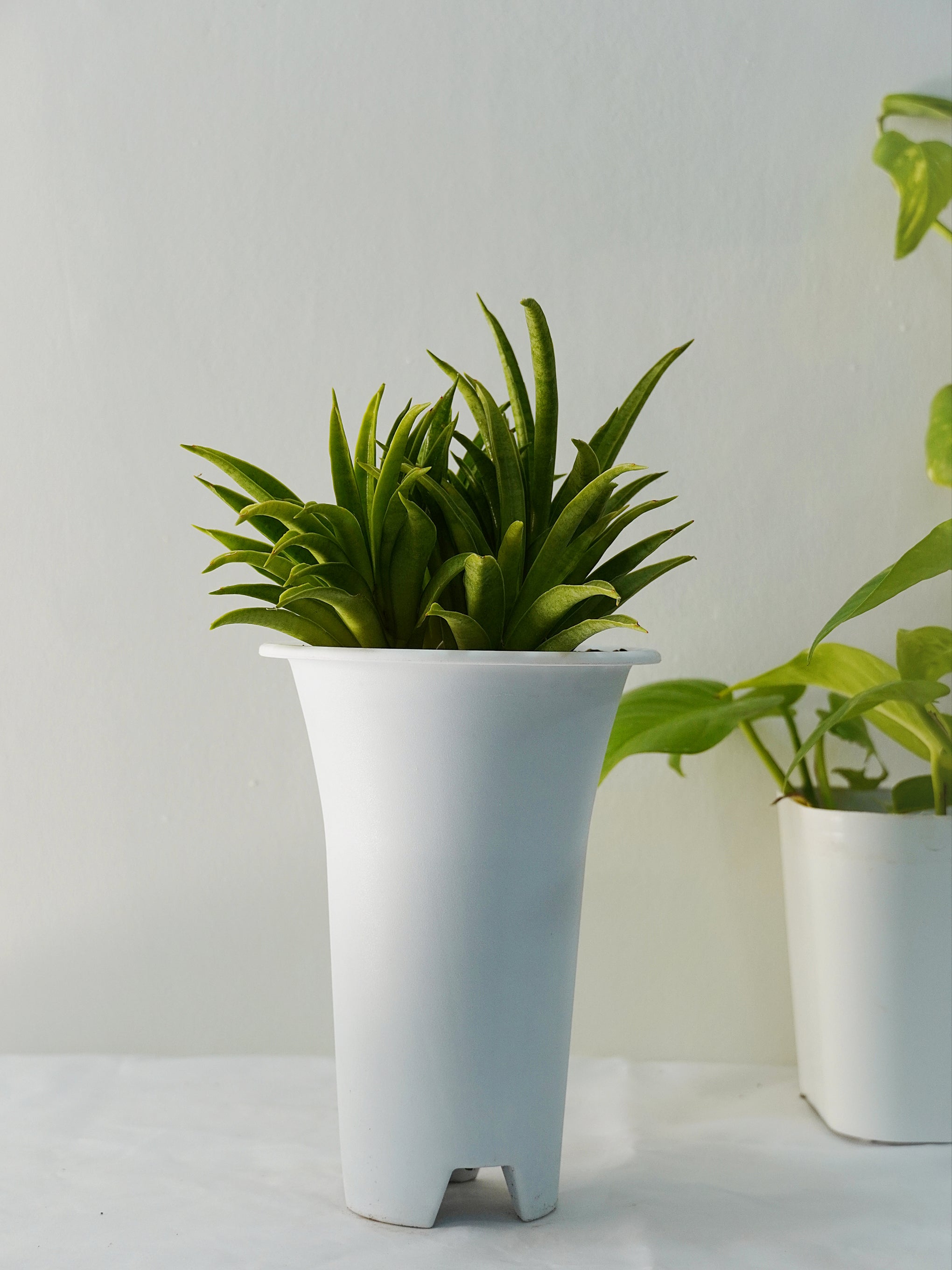 sansevieria lilliput Sansevieria Lilliput Snake Plant
