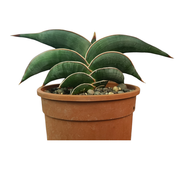 Sansevieria rorida rare snake plant in pot
