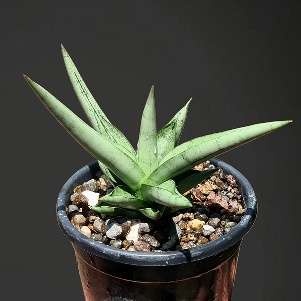 Rare Sansevieria Silver Crow indoor plant
Rare Sansevieria Silver Crow indoor plant
