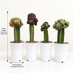 Set of 4 Exzotic garfted cactus combo