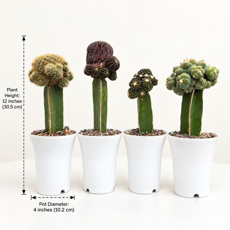 Set of 4 Exzotic garfted cactus combo