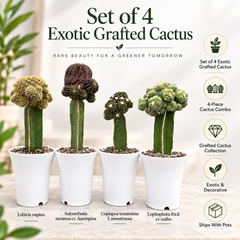 Set of 4 Exzotic garfted cactus combo