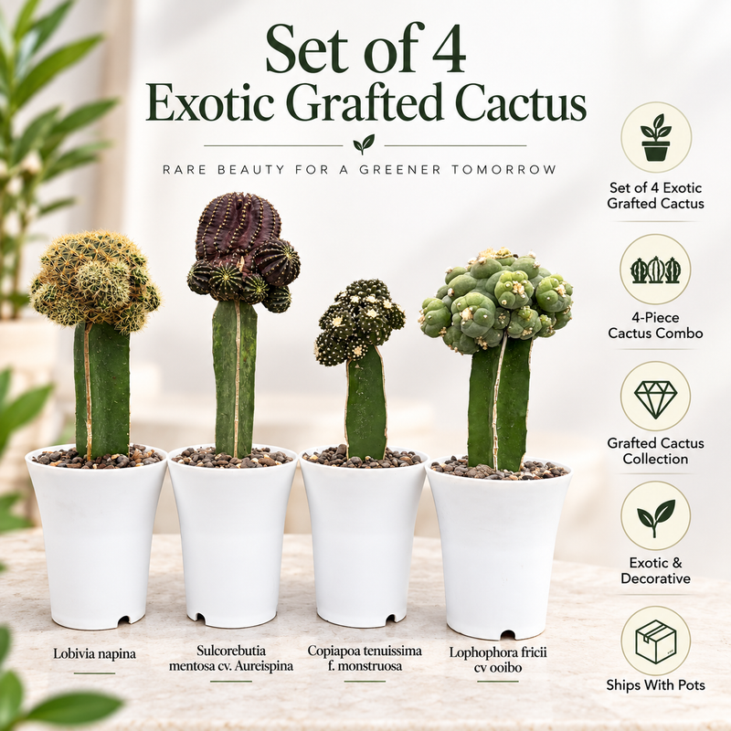 Set of 4 Exzotic garfted cactus combo
