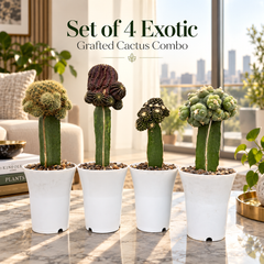 Set of 4 Exzotic garfted cactus combo