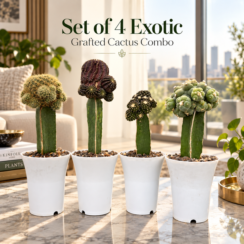 Set of 4 Exzotic garfted cactus combo