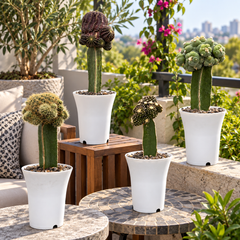 Set of 4 Exzotic garfted cactus combo