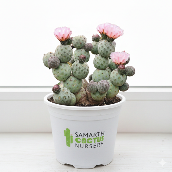 Tephrocactus geometricus
